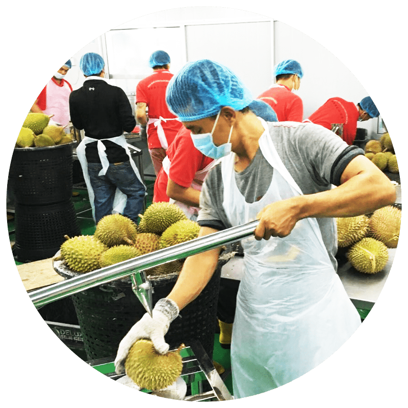 Nitrogen Frozen Durian Malaysia | Frozen Durian Pulp Malaysia |  Malaysia Durian Paste Supplier 