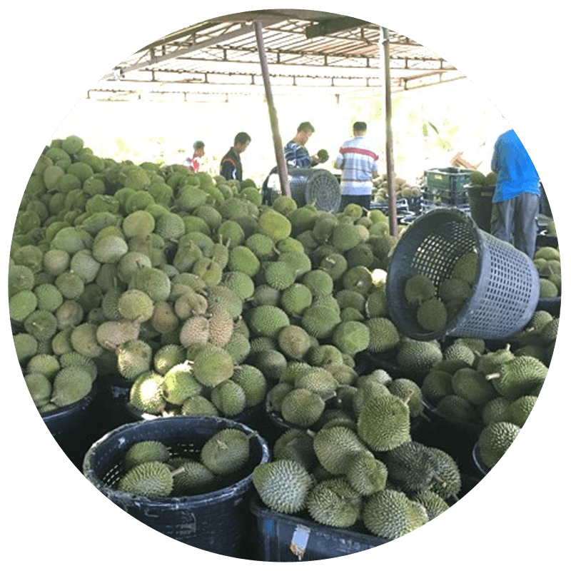 Nitrogen Frozen Durian Malaysia | Frozen Durian Pulp Malaysia |  Malaysia Durian Paste Supplier 